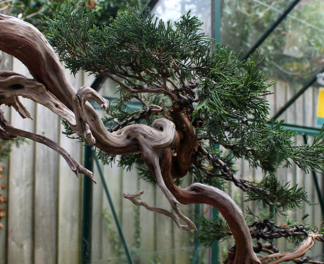 Creating Deadwood for Bonsai by Hand